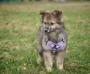 Дополнительные фото: Ищет дом миниатюрная принцесса Луна!