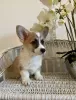 Дополнительные фото: Welpen von Corgi