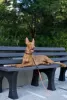 Дополнительные фото: Pharaoh Hound Puppy Boy