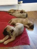 Дополнительные фото: Щенки бульмастифа