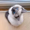 Фото №3. Quality Ragdoll kittens for Re-homing. Великобритания