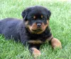Фото №3. Чиот Ротвейлер доступен на заказ.  Франция
