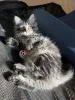 Дополнительные фото: Доступны красивые сибирские кошки ласковые, умные и выращенные в семье.