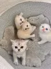 Фото №2 к объявлению №143881 о продаже шотландская вислоухая (скоттиш фолд) - купить в Германии 
