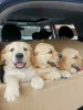 Дополнительные фото: Wunderschöne Golden-Retriever-Welpen suchen ein liebevolles Zuhause.