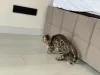 Дополнительные фото: Бенгальская кошка