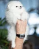 Фото №3. Pomeranian Spitz.  Германия
