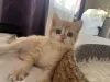 Дополнительные фото: BKH Catten Family Tree Golden Girls готовы забрать