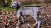 Дополнительные фото: Cane Corso щенки