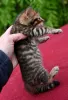 Фото №3. Потрясающий Toyger Kittiens Business WhatsApp 37256348129. Бельгия