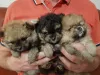 Фото №2 к объявлению №158746 о продаже померанского шпица - купить в Германии 
