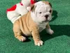 Дополнительные фото: Teacup-Anglish Bulldog Zur Усыновление