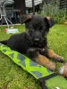 Дополнительные фото: Schäferhund-Welpen zu verkaufen