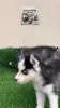 Фото №3. Prachtige Siberische Husky - щенок te koop.  Бельгия