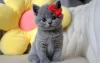 Фото №3. Британский короткошерстный котенок уже доступен. Германия