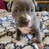 Фото №3. Американские щенки Pitbull доступны для усыновления.  США