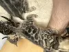 Фото №3. Шикарные бенгальские котята Şık Bengal yavru kedileri. Турция