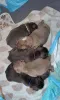 Фото №1. французский бульдог - купить в Аалборг за 37107₽. Объявление №171680