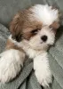 Фото №2 к объявлению №163982 о продаже ши-тцу - купить в США частное объявление
