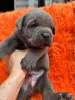 Дополнительные фото: Кане-корсо доводится до усыновления и размещения