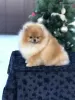 Фото №3. Amazing pomeranian ! Fast delivery! guarantee small size..  Объединенные Арабские Эмираты