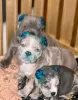 Фото №3. American bully pups.  США