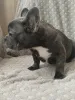 Дополнительные фото: Французский бульдог