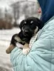 Дополнительные фото: Малыши щенки экстренно ищут дом.