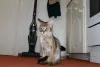 Дополнительные фото: Котята Чаузи