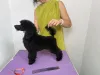 Дополнительные фото: Black Toy Poodle Girl Родилась 13 мая 2025 года.