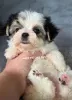 Дополнительные фото: Maltipoo Morkie, 2,5 месяца Девочка