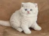 Дополнительные фото: Предлагается помет красивых британских короткошерстных котят.