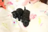 Дополнительные фото: Bolonka Weta FCI Puppy