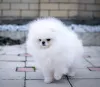 Дополнительные фото: Pomeranski Mini Shpic Pomeranian Spitz Померанские Мини шпицы