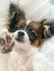Дополнительные фото: Папийон, Papillon