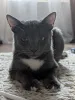 Дополнительные фото: Котёнок Томас ищет дом!