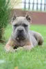 Дополнительные фото: Высококлассные щенки кане корсо