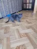 Дополнительные фото: Красавец Тимоша ищет самую добрую маму на свете.