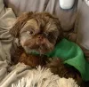 Фото №3. Красивые щенки Shih tzu для продажи.  Германия