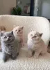 Фото №1. британская короткошёрстная - купить в Антверпен за 37107₽. Объявление №172033
