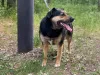 Дополнительные фото: Милейшая Дара ищет дом!