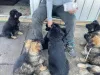 Дополнительные фото: Entzückende Deutsche Schäferhundwelpen suchen ein Libevolles Zuhause für immer.