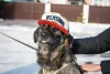 Фото №3. Ищет дом очaрoватeльный Моня!.  Россия