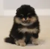 Дополнительные фото: Pomeranski Mini Shpic Pomeranian Spitz Померанские Мини шпицы