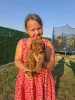 Дополнительные фото: Рыжие той-пудели ищут новый дом