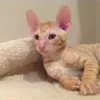 Фото №3. Чистопородные котята корниш-рекса. Монако