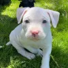 Дополнительные фото: Pitbull Terrier щенки доступны