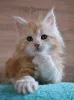 Фото №3. Kocięta rasy Maine Coon na sprzedaż. Польша