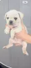 Дополнительные фото: Ranskanbulldogin pennut.