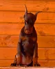 Дополнительные фото: Doberman Puppy Pupply с бумагами и родословной
